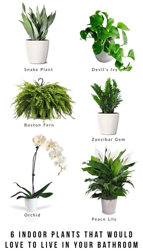 6 indoor plants that would love to live in your bathroom Best Bathroom Plants, Tanaman Indoor, نباتات منزلية, Hanging Plants Indoor, Inside Plants, Best Indoor Plants, Bathroom Plants, Decoration Plante, Houseplants Indoor