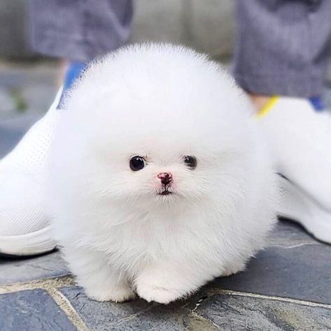 Contact Us – Teacup Pomeranian Puppies For Sale Teacup Pomeranian Full Grown, Micro Teacup Pomeranian, Homelessness Awareness, Mini Poodle Puppy, Pomeranian For Sale, Puppy Teacup, Puppies Teacup, Pomeranian Puppies For Sale, Maltese Puppies For Sale