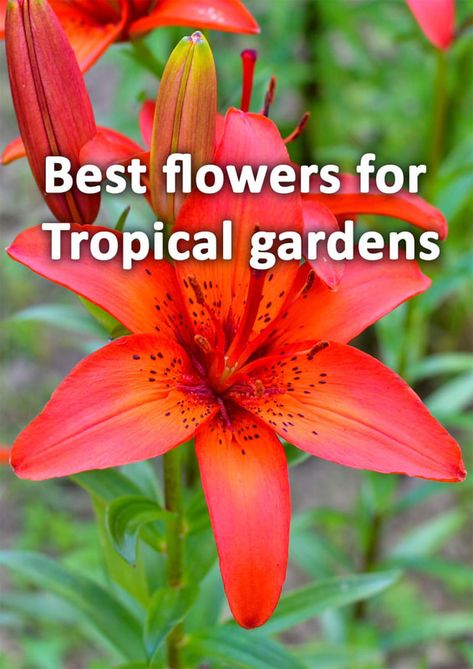 Tropical Plants For Full Sun, Tropical Front Garden, Florida Tropical Landscaping Ideas, Tropical Landscaping Around Pool, Small Tropical Backyard, Bedroom Plant Ideas, Tropical Flowering Plants, Tropical Looking Plants, Tropical Flower Garden