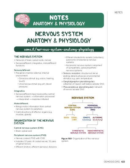 Osmosis Anatomy and Physiology of the Nervous System high-yield notes offers clear overviews with striking illustrations, tables, and diagrams. Make learning more manageable. Anatomy And Physiology Nervous System, Neuron Notes Nervous System, Anatomy And Physiology Notes Study Nervous System, Neurophysiology Notes, Nervous System Anatomy Notes, The Nervous System Notes, Central Nervous System Notes, Central Nervous System Anatomy, Human Anatomy And Physiology Notes