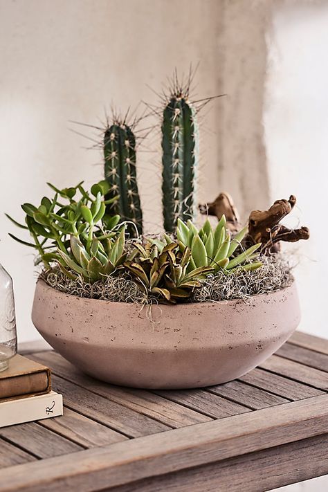 The perfect home for a rocky succulent garden or low-growing greenery, this wide bowl planter features an angular, beveled silhouette. | Beveled Cement Bowl Planter by Terrain in Brown, Size: 14" at Anthropologie Cement Bowl, Wide Bowl, Succulent Bowls, Bowl Planter, Succulent Garden, Succulents Garden, Perfect Home, Container Plants, Garden Planters