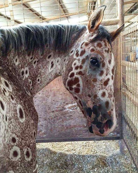 karindrawings Leopard Appaloosa, Cai Sălbatici, Rasy Koni, Most Beautiful Horses, Appaloosa Horses, Animale Rare, Cute Horses, Appaloosa, Horse Coloring