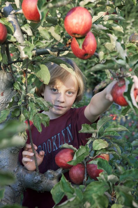 Fruit Garden Aesthetic, Apple Picking Photography, Fall Foraging, Dessert Apple, Holding Fruit, Apple Garden, Gardener Aesthetic, Picking Apples, Gardening Aesthetic