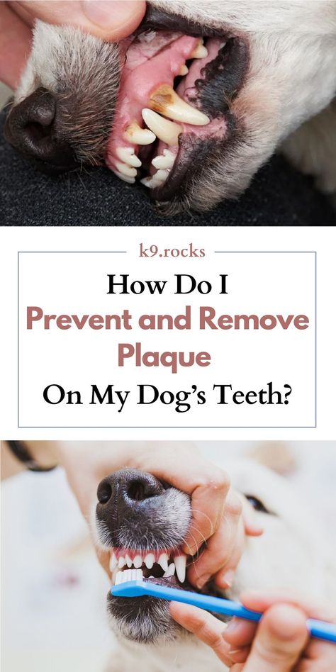 Rotten Teeth, Dogs Teeth, Dog Teeth Cleaning, Teeth Health, Dog Cleaning, Oral Health Care, Smiling Dogs, Dog Teeth, Tooth Decay