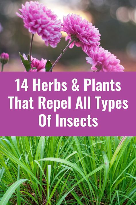 Insect Repellent Plants, Plants That Repel Bugs, Plant Insects, Herbs Plants, Herbs And Plants, Natural Bug Repellent, Types Of Insects, Mosquito Repelling Plants, Natural Insect Repellant