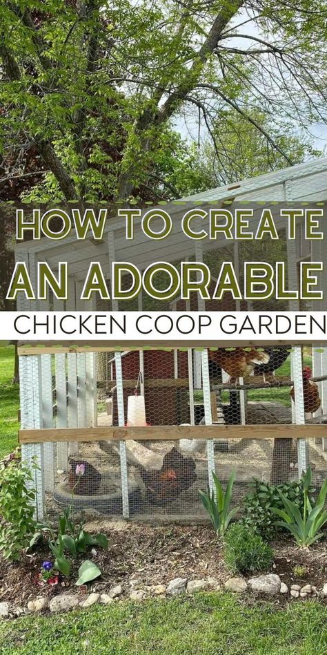 Winterizing Small Chicken Coop, Chicken Coops And Runs Diy, Garden With Chicken Run, Chicken Coop Border, Chicken Coop Greenhouse Combo Diy, Landscaping Chicken Coop, Landscaping Chicken Coop Ideas, Chicken Landscaping Ideas, Planting Around Chicken Coop