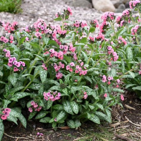 Rabbit Resistant Perennials, Partial Shade Perennials, Deer Resistant Shade Plants, Deer Resistant Landscaping, Plant Remedies, Yellow Perennials, Deer Proof Plants, Rabbit Resistant Plants, Deer Resistant Flowers