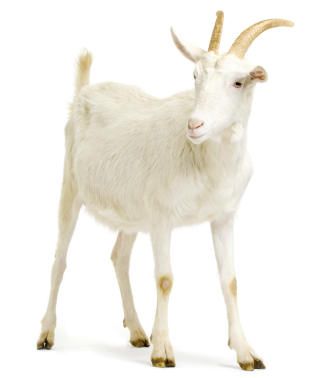 Goat Reference, Goat Puppet, Goat Pictures, Goat Picture, Goat Paintings, Year Of The Goat, Female Goat, Wedding Background Images, Animal Flashcards