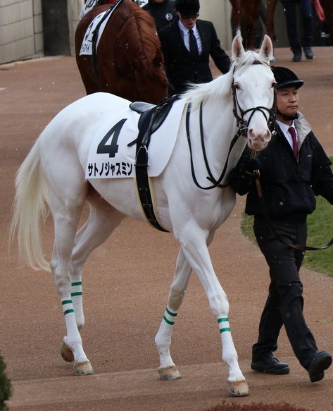 White Thoroughbred Horse, White Dragon Horse, White Thoroughbred, Dragon Horse, Horse Trainer, Most Beautiful Horses, Race Horses, Thoroughbred Horse, Equestrian Sports