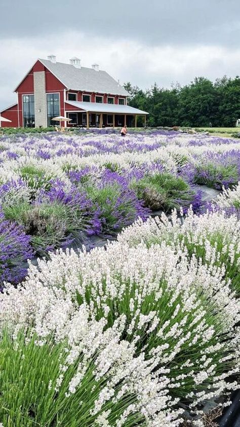 Lavender Life Company | photo via hilary_millery Farm Market Ideas, Acreage Landscaping, Fall In Michigan, Lavender Products, Garden Prepping, Farm Plans, Lavender Garden, Farm Tour, Farm Photo