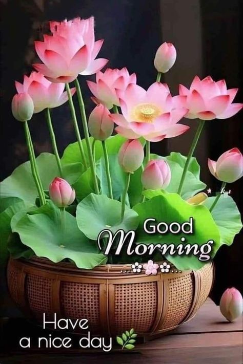 Nice Good Morning Images, Good Night Friends Images, Happy Good Morning Images, Lovely Good Morning Images, Good Morning Greeting Cards, Good Morning Flowers Rose, Good Morning Sunshine Quotes, Happy Morning Quotes, Good Morning Flowers Quotes