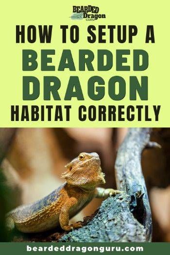 Bearded Dragon Lighting, Bearded Dragon Substrate, Bearded Dragon Tank Setup, Fancy Bearded Dragon, Bearded Dragon Setup, Diy Bearded Dragon Enclosure, Bearded Dragon Hammock, Bearded Dragon Vivarium, Bearded Dragon Terrarium Ideas