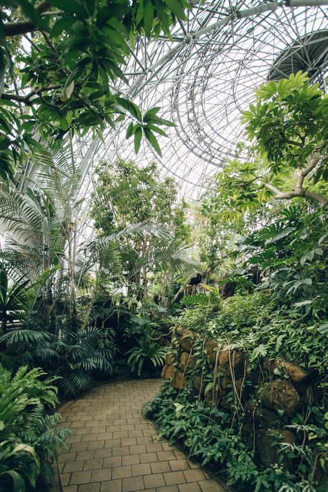 Tropical Greenhouses, Lots Of Plants, Photography Hacks, Meteor Garden 2018, Plant Aesthetic, Country Garden, Covent Garden, Tropical Garden, Glass House