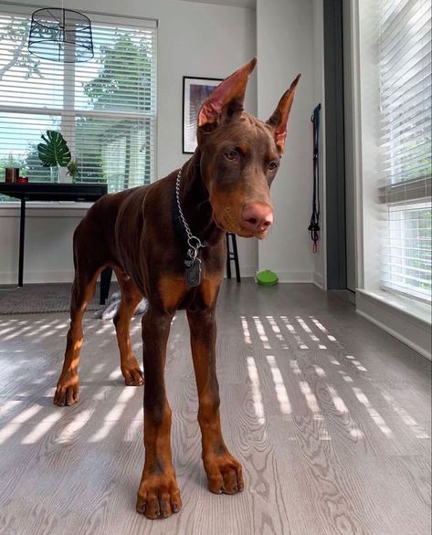 Cat Camera, Doberman Puppies, Pet Treat, Doberman Pinscher Dog, Doberman Puppy, Home Security Camera, Doberman Dogs, Pretty Dogs, Home Indoor