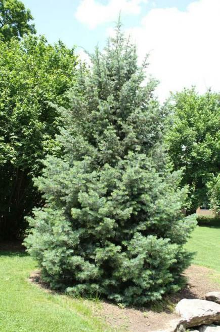 Concolor fir  Long-lived concolor firs (Abies concolor) are valued for their soft needles and strong fragrance. Evergreen, they provide privacy and attract birds with a spot for winter rest. ‘Candicans’ is one notable variety suited for Zones 3-7; it features silvery-blue leaves and a columnar shape that reaches 50 feet tall and 15 feet wide. Zones 2-7. Ornamental Evergreen Trees, Free Trees, Winter Rest, Midwest Gardening, Small Ornamental Trees, White Fir, Evergreen Garden, Japanese Tree, Silvery Blue