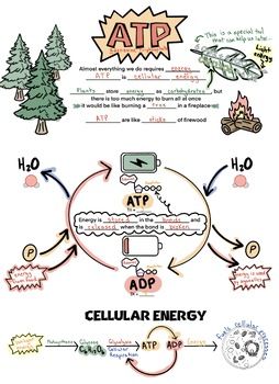 Doodle notes and presentation to walk your class through the cycling of ATP to ADP and back again. It discusses ATP as it relates to cellular energy. The end has a short diagram linking the concept to photosynthesis and cellular respiration.Credits and links to other helpful products can be found on the last slide of the presentation. Biology Doodle Notes, Atp Biology Notes, Atp Adp Cycle, Mitosis And Meiosis Notes, Cellular Respiration Diagram, Atp Biology, Cellular Respiration Notes, Biology Presentation, Macromolecules Biology