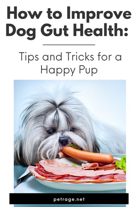 Want to keep your dog healthy? One crucial aspect to consider is their gut health. Learn some tips and tricks for how to improve dog gut health and keep your pup happy. Gut Health For Dogs, Dog Gut Health Recipes, Dog Gut Health, Gut Health Tips, Pet Health Record, Holistic Dog Care, Dog Brand, The Digestive System, House Training Dogs