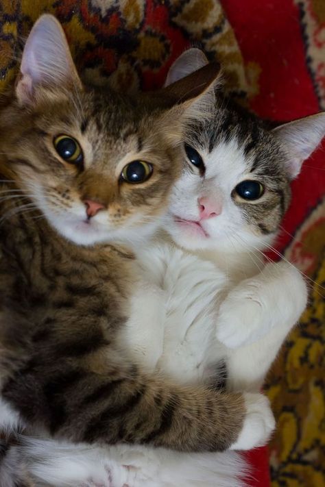 Handsome cats hugging each other #handsome #cats #bestfriends #catfriends Cele Mai Drăguțe Animale, Koci Humor, Söt Katt, Siamese Kittens, Two Cats, Cute Cats And Kittens, Happy Cat, Cats Meow, Cute Kittens