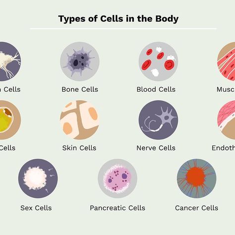 human body cell, human body cell structure, human body cell diagram, human body cell count, human body cell types, human body cell structure and function, human body cell image, human body cell life span, human body cell nuclei contain, human body cell definition, name the longest human body cell, largest human body cell, function of human body cell, smallest human body cell, human body cells, human body cells number, human body cells function Human Cell Structure, Cell Human, Cell Definition, Cell Diagram, Learn Biology, Human Cells, Types Of Humans, Nursing School Survival, Fertility Diet