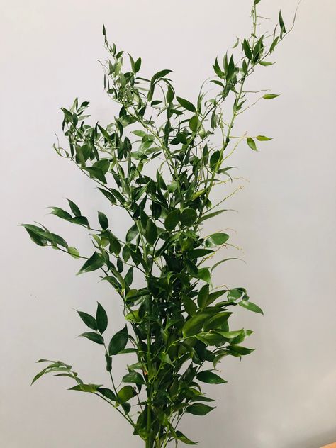 Southern Smilax Wedding, Italian Ruscus Wedding, Italian Ruscus Greenery, Ruscus Greenery, Bleached Ruscus, Floral Designs Arrangements, Italian Wedding Cakes, Bouquet Ribbon, Floral Design Classes