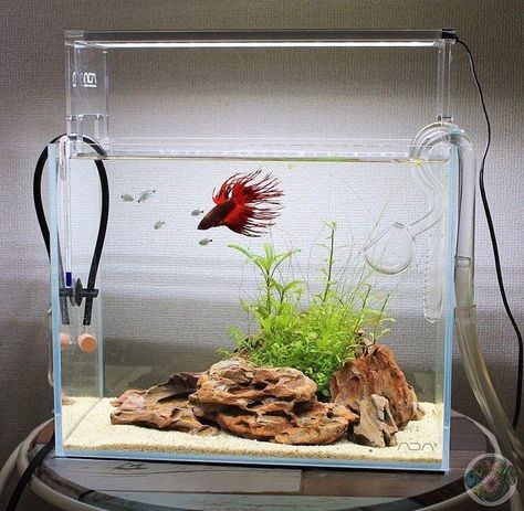 Aquarium Setup Ideas, Types Of Betta Fish, Cool Backyard, Fish Aquarium Decorations, Fish Tank Themes, Custom Aquarium, Tail Pattern, Small Fish Tanks, Betta Fish Types