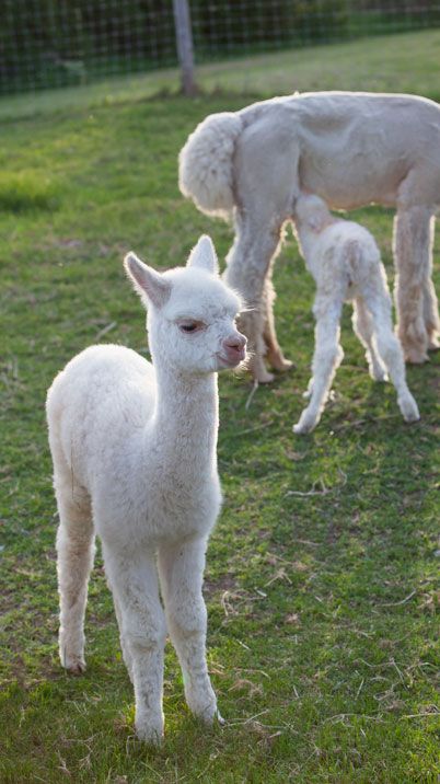 Prix d'un alpaga | combien coûte un alpaga ? Animal Families, Cute Alpaca, Llama Alpaca, Animal Photos, Keep Calm And Love, Happy Animals, Animal Photo, Mothers Love, Llama