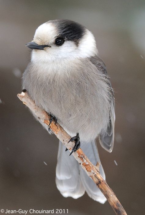 Adult Grey Jay (Perisoreus canadensis) Grey Jay Bird, Canada Jay, Grey Jay, Gray Jay, Jackdaw, Jay Bird, Bird Pictures, Blue Jay, Beetles