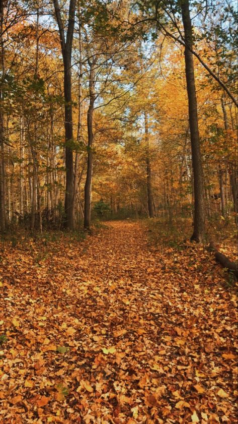 Fall Scenery Drawing, Forest In The Fall, Forest Aesthetic Bright, Forest Fall Aesthetic, Autumn Woods Aesthetic, Fall Woods Aesthetic, Bright Fall Aesthetic, Fall Forest Aesthetic, Autumn Aesthetic Leaves