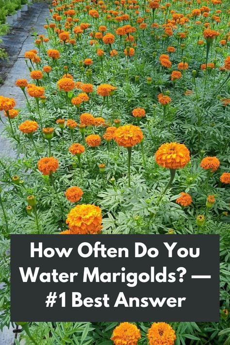 Unveiling the Secret to Watering Marigolds: Discover the #1 Best Answer! 🌼💦 Wondering how often to water your beloved marigolds? Look no further! Our expert guide provides the ultimate answer to ensure the health and vibrancy of your marigold plants. Learn the perfect watering schedule that strikes the balance between hydration and avoiding waterlogged soil. Dive into the world of marigold care and unlock the key to flourishing blooms. IG Photo by: 
viveroyjardineriafortunato Marigold Care Tips, Marigold Plant, Marigold Flower, Best Answer, Plant Care, Tips And Tricks, Planting Flowers, Soil, The Secret