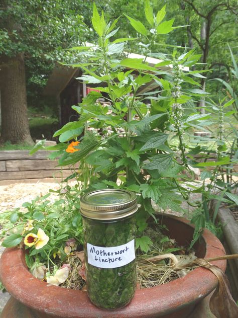 4 Benefits of Motherwort Tincture for Women of All Ages Motherwort Benefits, Motherwort Tincture, Tincture Recipes, Medicinal Herbs Remedies, Tinctures Recipes, Herbal Witch, Medical Plants, Ages And Stages, Medicinal Garden