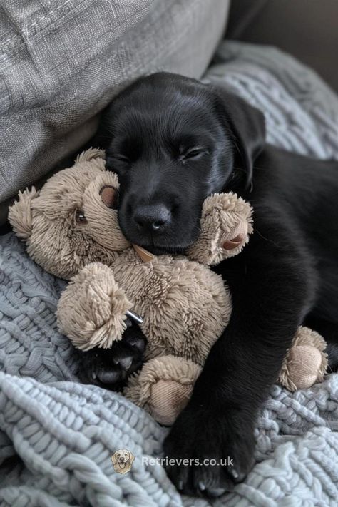 Black Labrador Retriever, Black Lab Puppies, Cute Dog Pictures, Black Labs, Lab Puppies, Dream Dog, Cute Animals Images, Cute Funny Dogs, Black Labrador