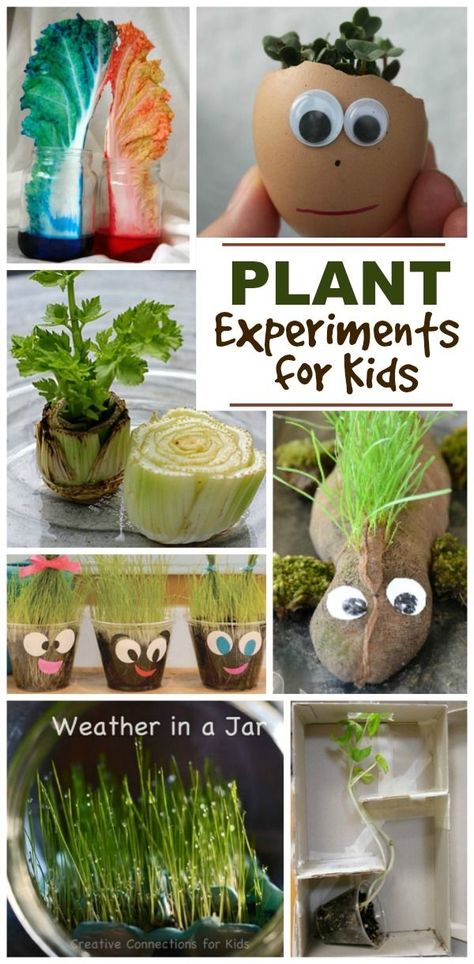 Amazing Spring science experiments for kids that explore weather, plants, nature & more! Plants Science Experiments, Spring Science Experiments, Plant Experiments, Fun Experiments For Kids, Spring Science, Planting For Kids, Plant Activities, Science Experiments For Kids, Spring Art Projects