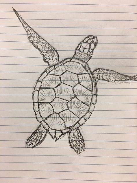 Turtle Sketch Marine Biologist Drawing, Aesthetic Turtle Drawing, Cute Beachy Drawings, Turtle Pencil Drawing, Realistic Turtle Drawing, Sketch Turtle, Beachy Drawings, Turtle Sketch, Sea Turtle Drawing