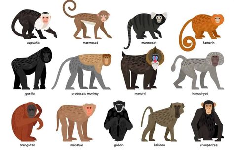 13 Different Types of Monkeys from Around the World Different Types Of Monkeys, Monkey Breeds, Monkey Types, Monkey Species, Monkey Names, Marmoset Monkey, Zen Artwork, Proboscis Monkey, Types Of Monkeys