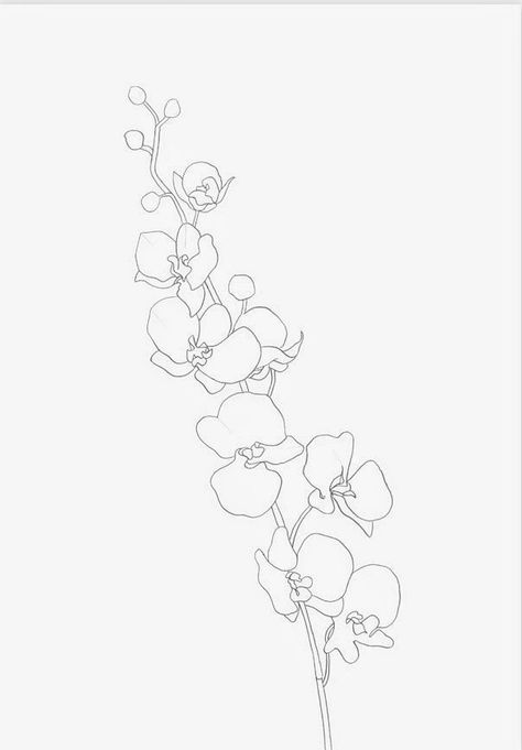 Orchid Flower Tattoos, Orchid Illustration, Orchid Wallpaper, Orchid Drawing, Orchid Photography, Simple Line Drawing, Orchid Tattoo, Vanda Orchids, Orchid Bouquet