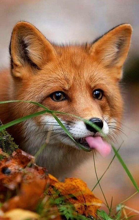 Vulpes Vulpes, Fox Images, Fox Pictures, Fox Lover, Cute Small Animals, Animale Rare, Me Anime, Fox Art, Wild Dogs