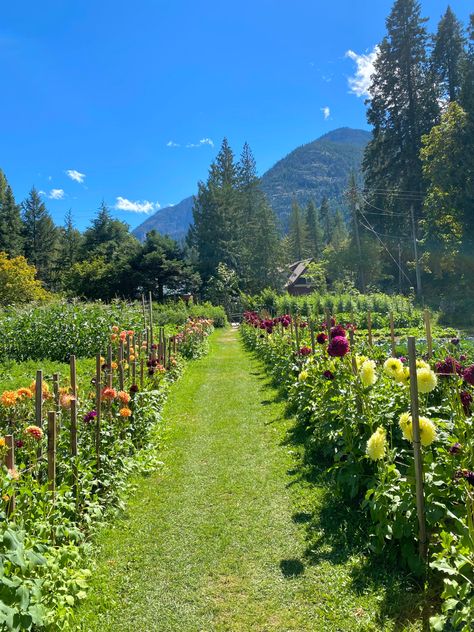 Medicinal Garden, Lions Gate, Farm Lifestyle, Future Farms, Garden Kit, Countryside House, What Inspires You, Flower Farm, Future Life