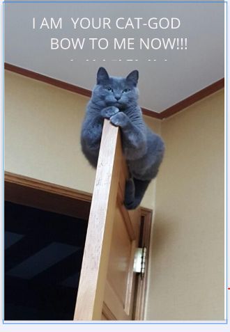 my cat does this all the time so i thought this was awsome Cat Spray, Russian Blue Cat, Image Chat, Cat Behavior, Russian Blue, Blue Cats, Cats Meow, Cute Kittens, Beautiful Cats