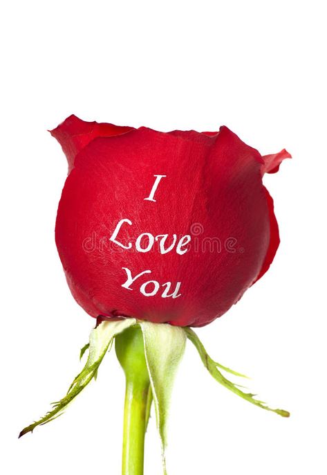 I Love You Images Pictures, I Love You Rose, I Love You Flowers, Love Flowers Romance, Love Rose Images, Wallpapers Flowers, Red Rose Love, Rose Wallpapers, Rose Image