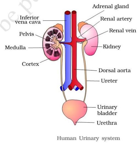 Excretory System | Kidney | Urine Formation Urine Formation, Human Body System, Biology Diagrams, Science Diagrams, Excretory System, Urinary System, Basic Anatomy And Physiology, Study Biology, Biology Facts