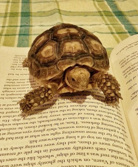 Tortuga Aesthetic, Turtles Pet, Turtle Pet, Turtle Pets, Tortoise Drawing, Funny Animal Pics, Turtle Wallpaper, Cute Tortoise, Tortoise Habitat