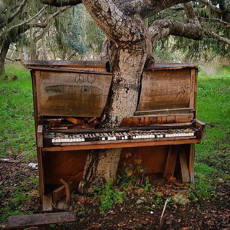 The Old Piano Tree, California | Artist Jeff Mifflin’s Piano Tree was a so-called “living installation” set in a forested area just off the Disc Golf Course at California State University in Monterey Bay. Mifflin took an old stage piano and after some judicious sawing, made it appear an ancient tree was growing out of the old upright’s heart. The tree continued to grow even after it was unnaturally mated, however, and would be evolving today if a drunken music-hater had not taken his frustration Black Walnut Flooring, Piano Forte, Old Piano, Old Pianos, Old Trees, Ancient Tree, Daily Pictures, The Piano, Growing Tree