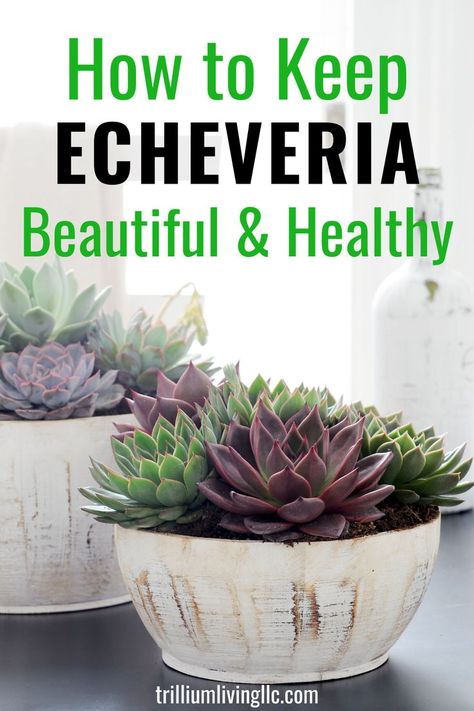 Tropical Houseplants, Echeveria Care, Indoor Gardening Supplies, Diy Container, Succulent Collection, Container Garden Design, Succulent Garden Diy, Growing Succulents, Succulent Gardening