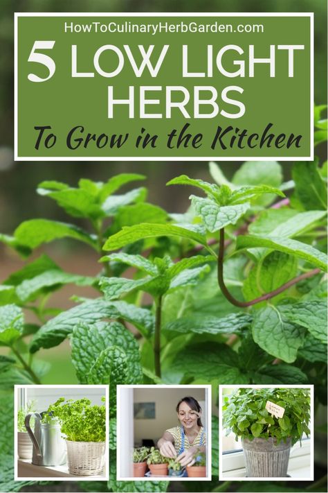 If you want to grow herbs indoors but don’t have a supplemental light source, the best plants to choose are ones that thrive in low light conditions. These low light herbs are a great option and they can be successfully grown in a sunny kitchen window as long as you choose the right ones. | #indoorherbs #gardenherbs #indoorgarden #herbgarden #growyourown What Herbs Can You Grow Inside, Kitchen Plant Ideas Indoor Herbs, Easy Indoor Herbs To Grow, Kitchen Grow Lights Indoor Herbs, Low Light Herbs Outdoor, Growing Herbs Indoors With A Grow Light, Diy Indoor Herb Garden With Grow Light, Herbs Inside The House, Easy Indoor Herb Garden