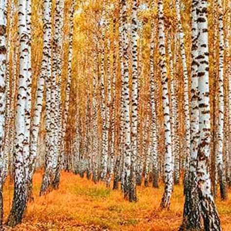 Find out more about which plants and trees might be producing pollen that is causing your itchy eyes and a runny nose. Birch Forest, Forest Wall Mural, Most Beautiful Wallpaper, Custom Wall Murals, Forest Wall, Aspen Trees, Fabric Wall Art, Birch Tree, Canvas Texture