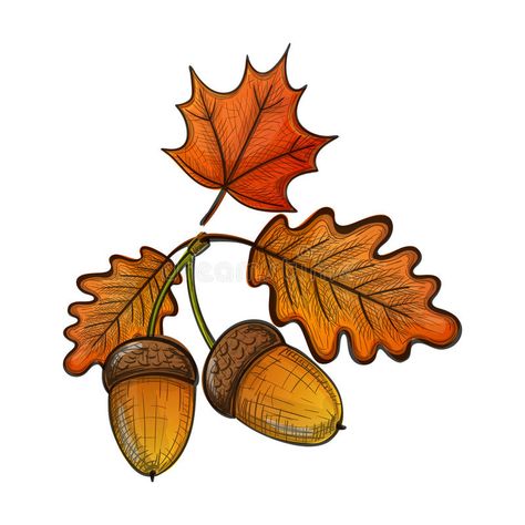 Colorful sketch of an oak leaf and acorn royalty free illustration Acorn Vector, Acorn Drawing, Leaf Drawing, Sketch Style, Free Illustration, Oak Leaf, Diy Costumes, Free Illustrations, Cartoon Illustration