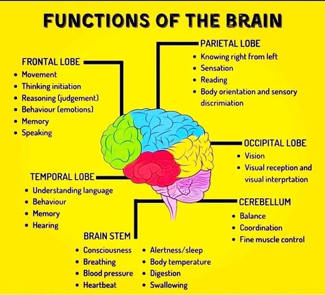 Areas Of The Brain And Their Function, Part Of Brain And Function, Function Of The Brain, Map Of The Brain, Part Of The Brain, Brain Function Chart, Brain Anatomy And Function Notes, How The Brain Works, Parts Of Brain And Function