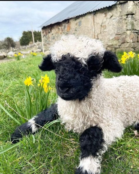 Sheep Laying Down, Sheep Photography, Sheep Photos, Babydoll Sheep, Blacknose Sheep, Valais Blacknose, Valais Blacknose Sheep, Hard Images, Farm Sheep