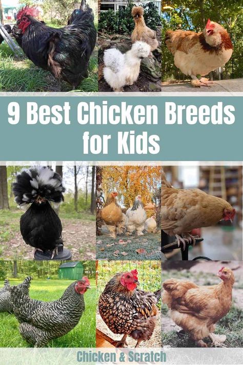 Best Pet Chicken Breeds, Cool Chicken Breeds, Egg Laying Chickens Breeds, Backyard Chicken Breeds, Kinds Of Chickens Hens, Fluffy Chicken Breeds, Cutest Chicken Breeds, Chicken Breeds With Pictures Chart, Breeds Of Chickens Pictures