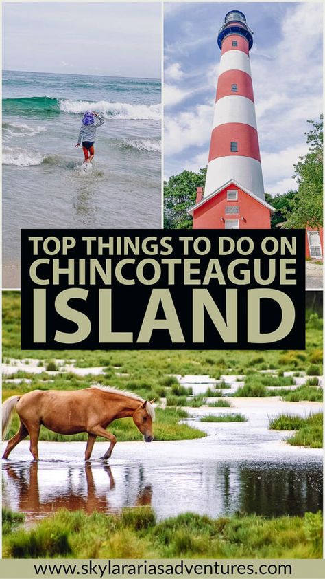 Guide on the Top things to do on Chincoteague Island, including the Chincoteague Wild Ponies, Assateague Island National Seashore, and the Chincoteague Wildlife Refuge- Skylar Aria’s Adventures #chincoteagueisland #chincoteague #assateagueisland #assateagueislandnationalseashore #visitvirginia #usdestinations #ustravel #traveltips #travel #familytravel #usaroadtrip #summervacation Chincoteague Island Things To Do, Travel Virginia, Wild Ponies, Assateague Island National Seashore, Assateague Island, Virginia Vacation, Chincoteague Island, East Coast Road Trip, Virginia Travel